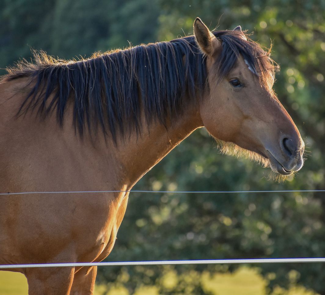 A buckskin horse with a dark mane at the fence in golden evening light