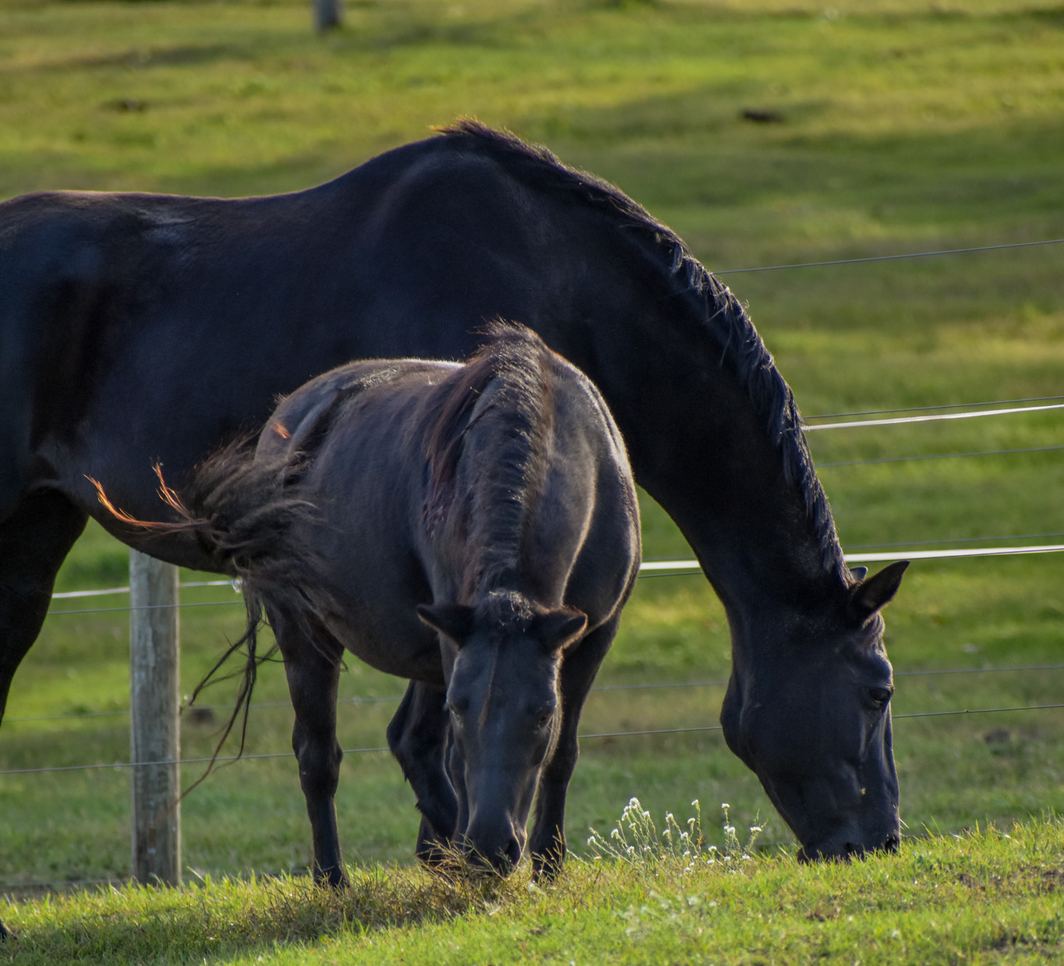 A black mare and her foal grazing side by side in the pasture