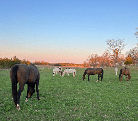 Horses grazing in an open pasture at dusk